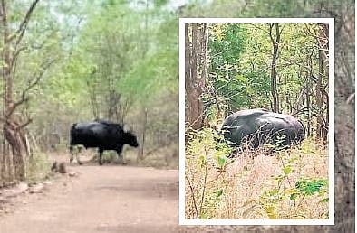 This ambitious plan marks the return of the majestic species to Nallamala after nearly 160 years, reviving an ecological presence that once thrived in the region.