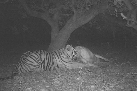 Forest officials confirmed that eight cattle have been killed so far, while two others were seriously injured.