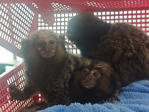 Exotic species seized by customs 