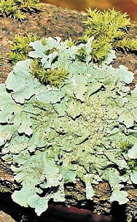 So far, 148 species of lichens have been identified from Similipal National Park, the first such achievement in the state. 