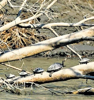 Guwahati Diary | 945 freshwater turtles found in Kaziranga
