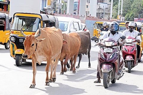 GCC had earlier deployed cattle-catching vehicles and imposed a fine of Rs 10,000 on cattle owners whose animals were found roaming on the streets
