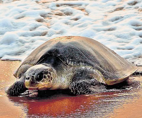 The project tracks fine-scale movements of turtles released from Chennai’s near-shore waters.