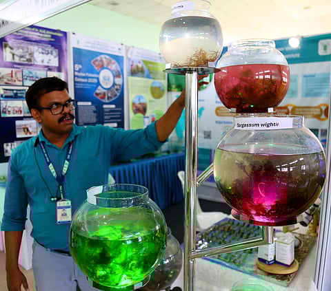 Seaweed steps into the spotlight 