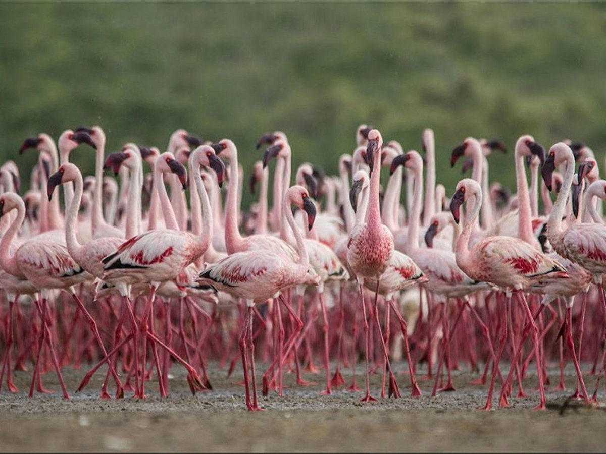 Government upgrades two more wetland sites to Ramsar list, raising total to 98