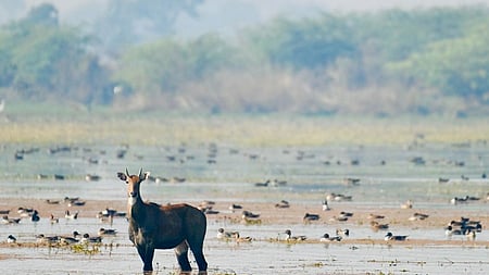 Representative image