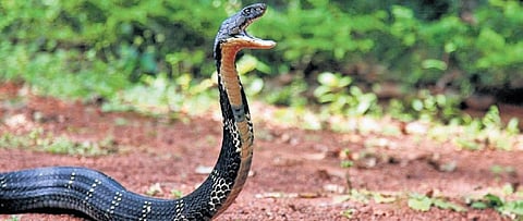Deadliest yet overlooked: Snakebite kills one in every 5 minutes globally
