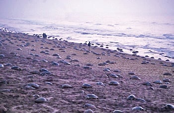 Odisha is home to world’s largest rookery of the Olive Ridley turtles and the announcement brought cheer as such trails are expected to boost eco-tourism, promote conservation and create livelihood for the community.