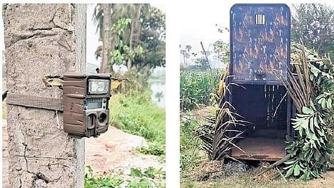 Trap camera and a cage for tiger arranged at Thorredu in East Godavari.