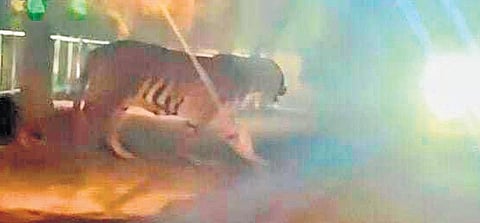 Following the sighting, a high alert was sounded in the outskirts of the city.