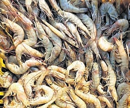 About 8 lakh people, mainly farmers, workers and traders, are dependent directly and indirectly on aquaculture in the State.