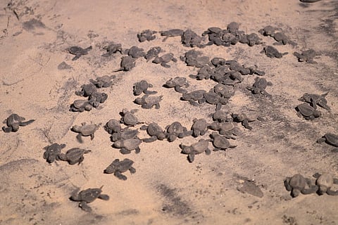 Olive Ridley hatchlings emerging from a nesting site at Thottappally in Alappuzha