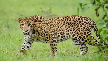 Image used for representative purpose.