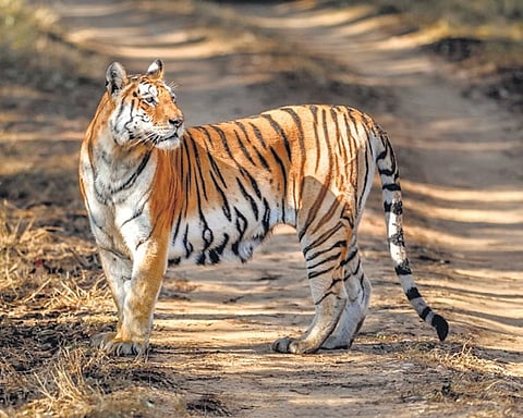 Straying tiger tracked across Yadadri, Siddipet and Jangaon; forest dept on high alert
