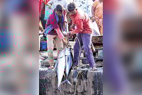 Over the past four years, the city has recorded strong but uneven tuna landings. 