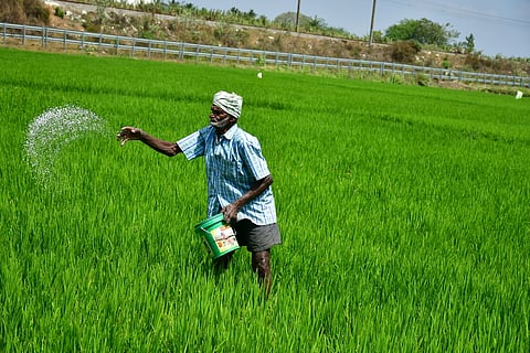 A farmer spreading fertilizer in a wheat field. (Express Photo | S Dinesh)
