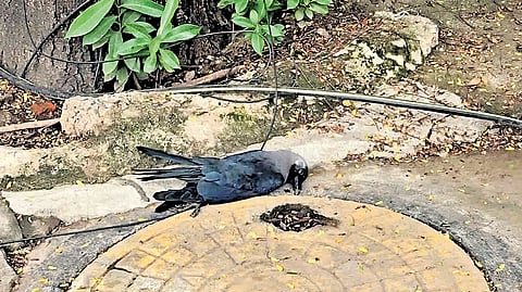 The carcass of a dead crow along a road in Chennai.