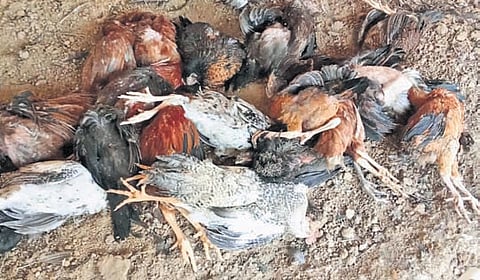 Poultry birds that were died due to the outbreak of Ranikhet disease in Annamayya district.