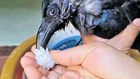 DPH has urged people who handle sick or dead birds to exercise caution 