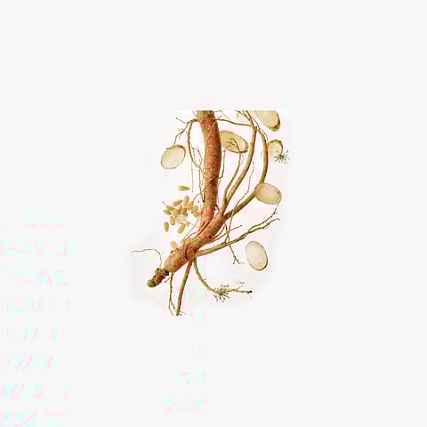 The Root of All Radiance