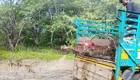 Large troops of monkeys often stray into residential areas, damaging houses and posing a threat to public safety.