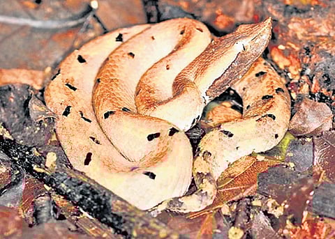 Kerala records between 3,500 and 4,500 snakebite cases every year, with about 30% caused by venomous species.