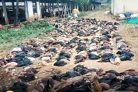 Hundreds of chickens died due to Influenza virus (Birdflu).