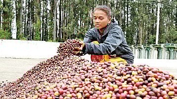 Till February 1, 2026, coffee exports for 2025-26 were at $1.72billion.