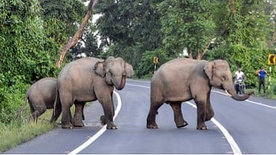 The Odisha government's census recorded a total number of 2098 elephants in 38 forest divisions across the state in 2024