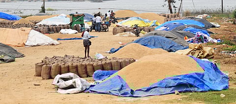 In Tiruvarur district, the paddy was cultivated in 1,45,991 hectares during the current season, of which harvest is over in 31,218 hectares. 
