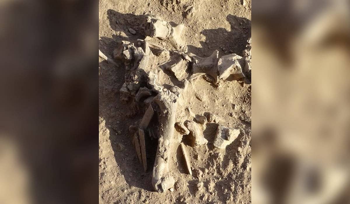 After 3,500-year-old rhino bones, remains of nilgai, black bucks found in Western Ghats