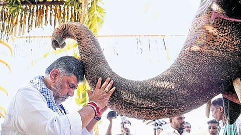 An elephant blesses Deputy CM DK Shivakumar at Kadasiddeshwara Mutt at Nonavinakere in Tiptur taluk, Tumakuru district, on Friday.