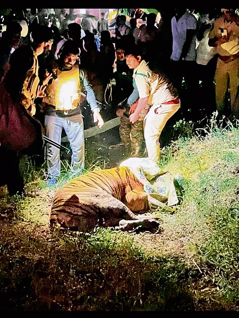 The young tiger after being darted