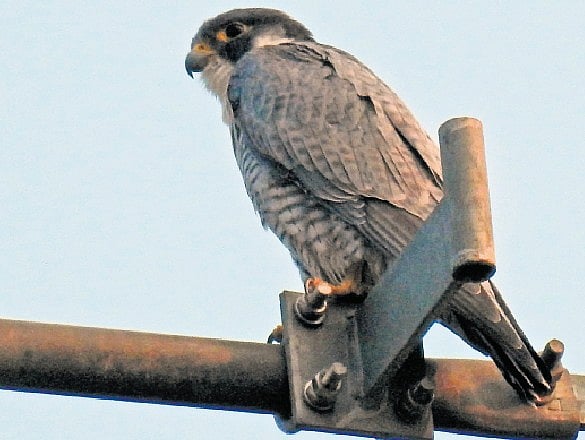 Peregrine Falcon returns to Kawal Tiger Reserve after five-year absence