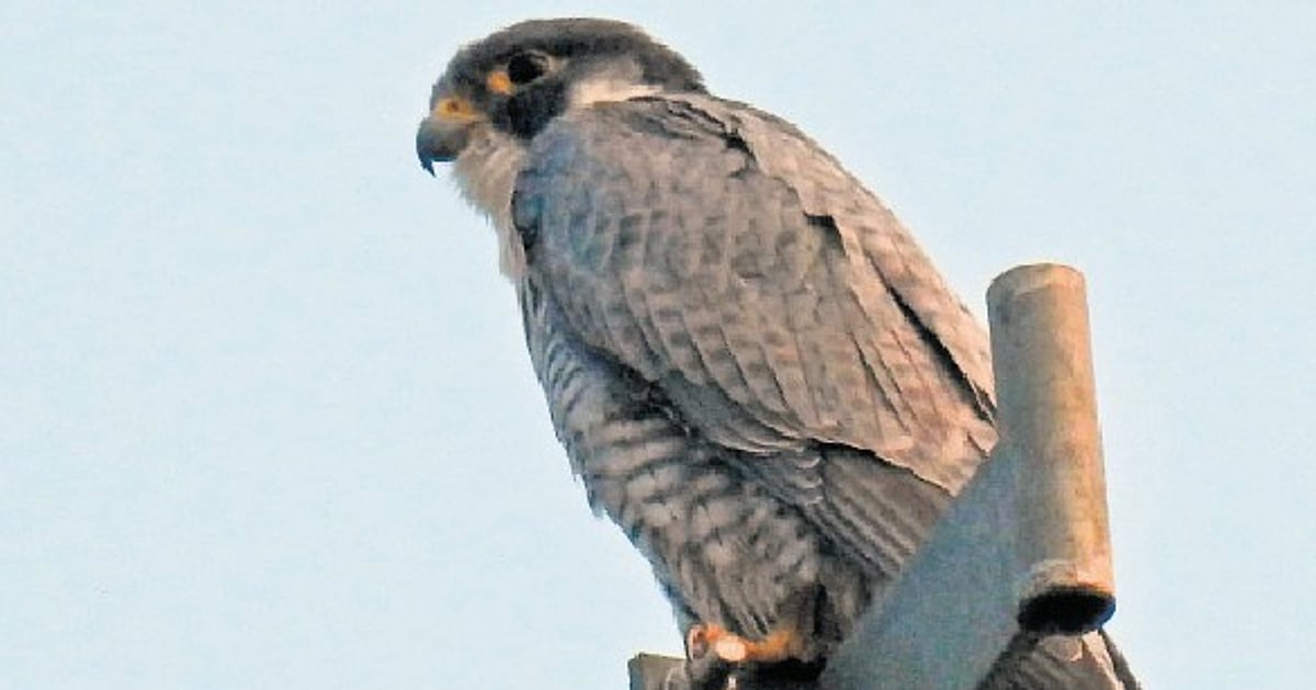 Peregrine Falcon returns to Kawal Tiger Reserve after five-year absence