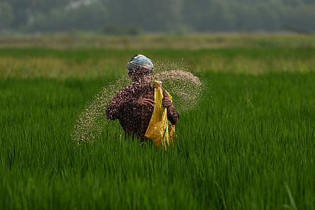 A farmer sprays urea in his field for the good yield at the outskirts of Vijayawada.