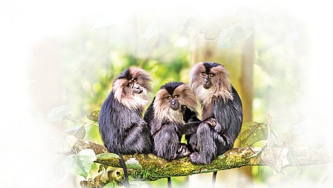 Several groups of lion-tailed macaques are exposed to highway traffic and require urgent management attention.