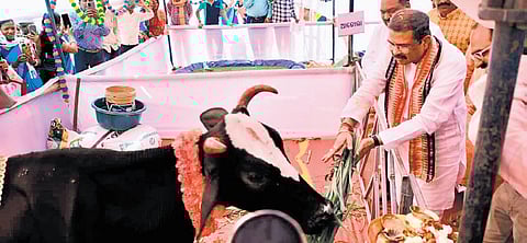 Union Minister Dharmendra Pradhan feeding a cow at the event on Monday
