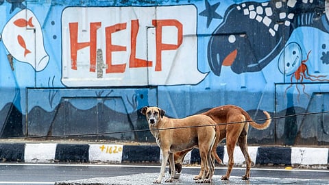 Image used for representational purposes only.