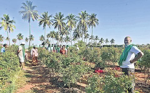 Farmers at Bettahalasur in Bengaluru face a bleak future.