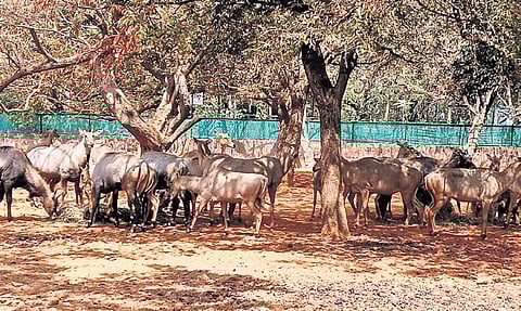 Nilgai death triggers quarantine of herbivores at Gadag’s Binkadakatti Zoo