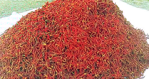 Byadgi chilli is also grown in Gadag, Dharwad and Haveri districts.