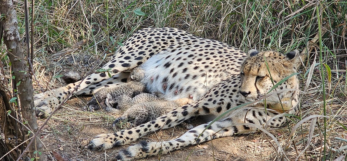 South African cheetah gives birth to three cubs at Madhya Pradesh's Kuno National Park