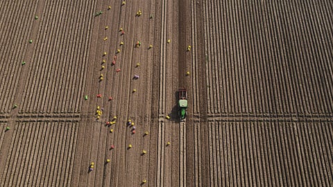 Workers follow an AI-operated driverless tractor harvesting potatoes at Bir Virk's farm near Karnal, India, on Feb. 10, 2026.