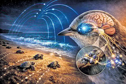 Geographically, India sits astride the Central Asian Flyway, one of Earth’s busiest avian highways, funneling millions of globetrotters overhead each season. Yet studies on magnetic navigation in the subcontinent are limited. 