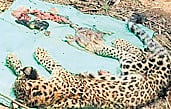 The carcass of the leopard cub was found near Bajrakote village.
