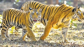 42.9% of the estimated numbers comprises existing tigers while 52.1% are new individuals. 