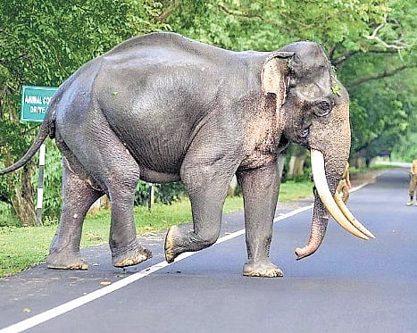 Assam gets new hydro project in elephant area