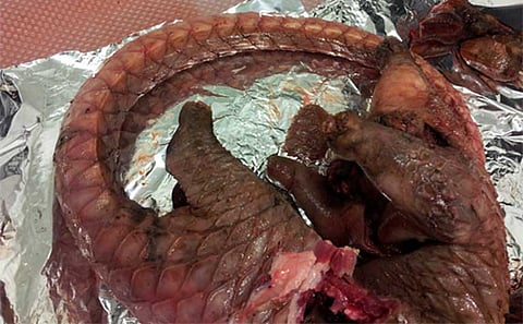 A thorough search led officials to a refrigerator containing 21 kilograms of meat.