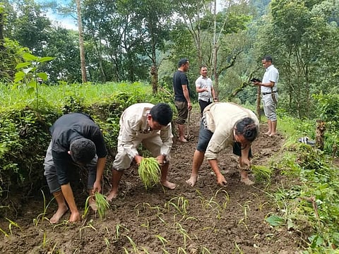 Three decades on, this Sikkim progressive farmer is today not only preserving and promoting this heritage crop but also inspiring people across the state to earn a livelihood by cultivating what they traditionally have.